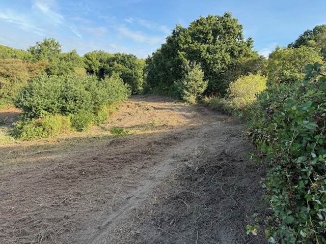 Harrow - Site Clearance to Enable Ecological Surveys - Image 3
